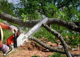 Best Tree and Shrub Care  in Elmwood Place, OH